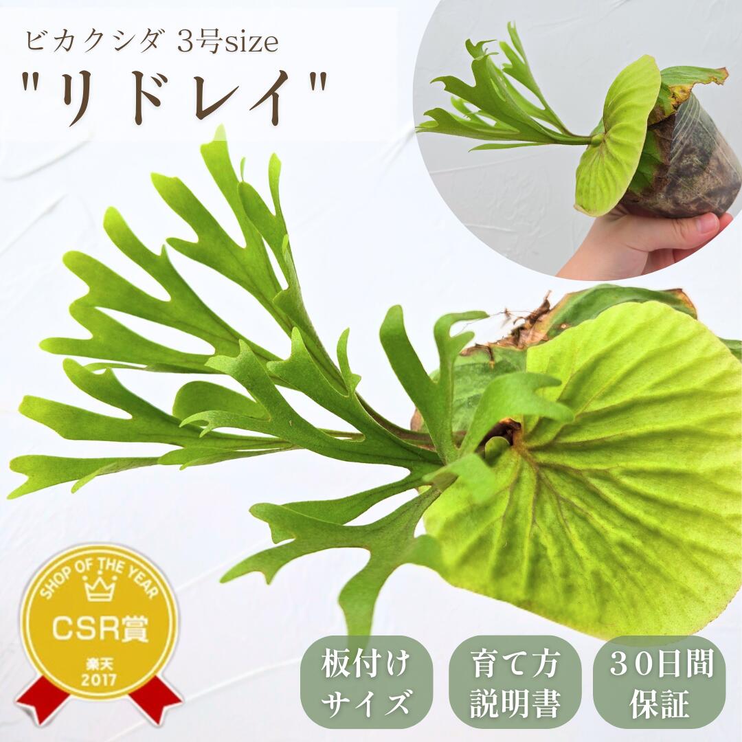 ②現品販売です。細葉タイプ・ビカクシダ・リドレイ（極上品） 楽天市場】(現品) ビカクシダ リドレイ 細葉 (No.40816