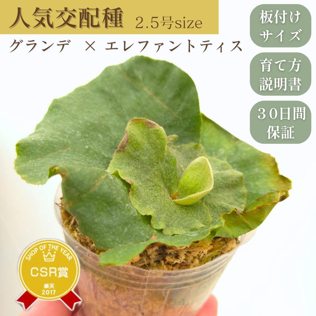 ビカクシダ苗、5種類セット 楽天市場】ビカクシダ（プラティセリウム グランデ）5号鉢苗