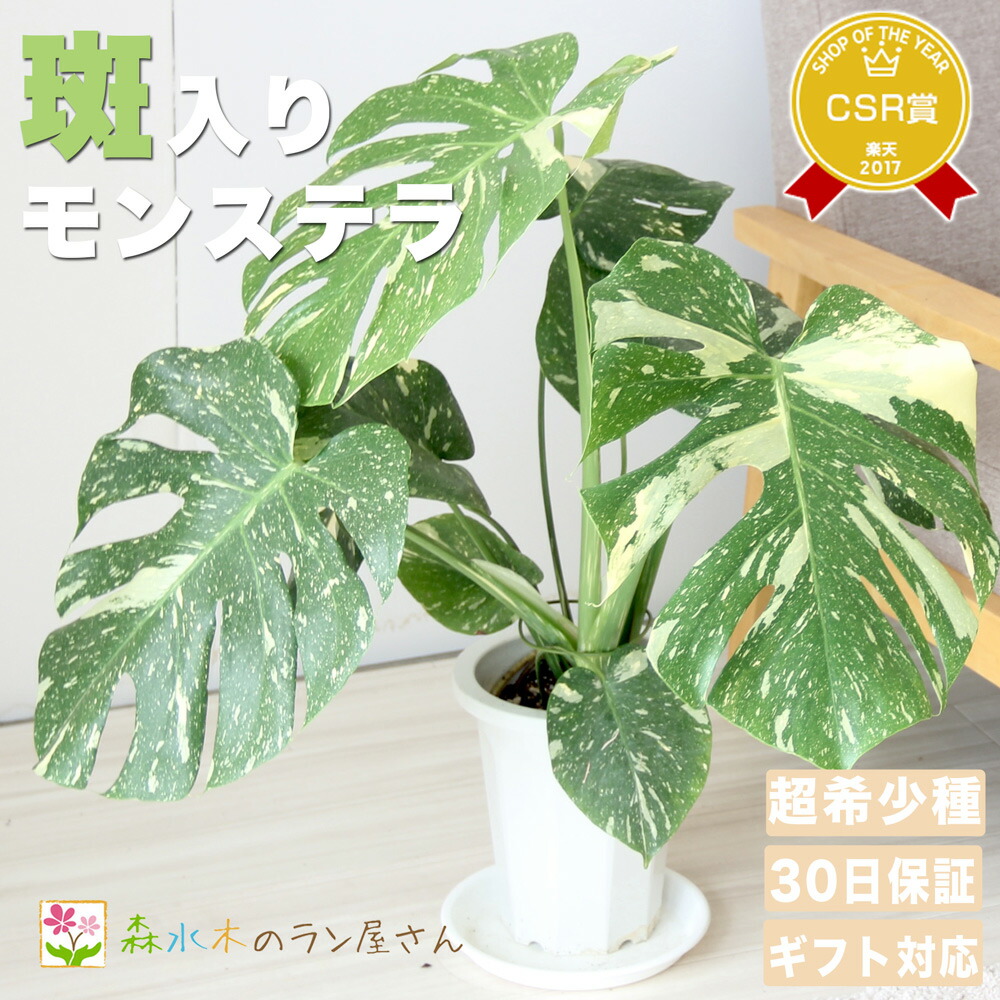 【現品】モンステラ・デリシオサ・バリエガタ・イエローモンスター 　8号　うC番 植物販売】兵庫県宝塚市㈱陽春園植物場 【モンステラ