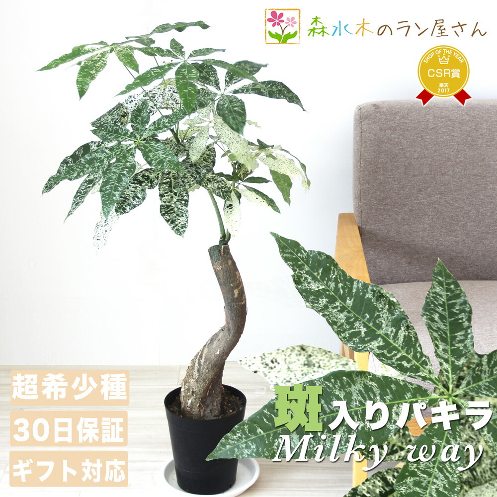 楽天市場】観葉植物 斑入りパキラ ミルキーウェイ 5号鉢 パキラ 送料