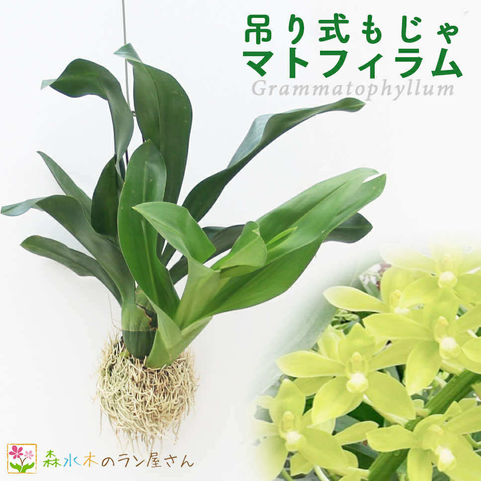 モジャマトフィラム 楽天市場】国産 超美品56goro モジャマトフィラム 観葉植物 吊り