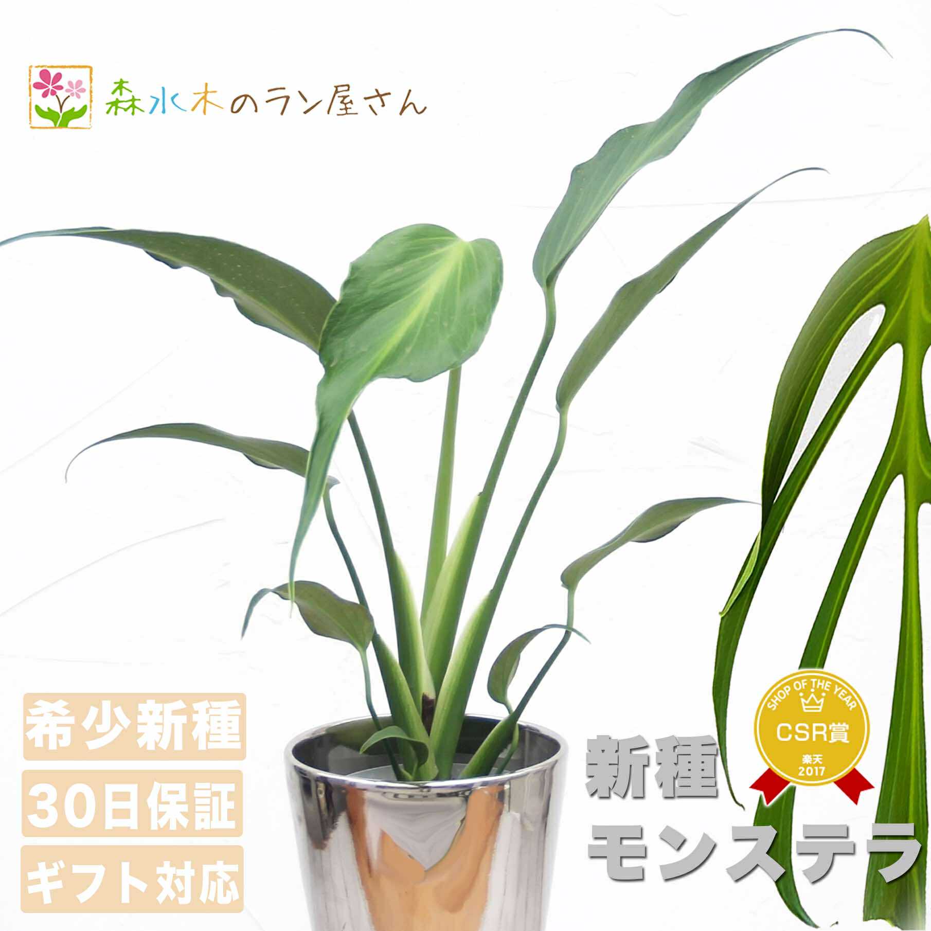 超希少❗️モンステラ　バールマルクスフレーム✨ 楽天市場】モンステラ 『バールマルクスフレーム』 希少品種 切れ込み