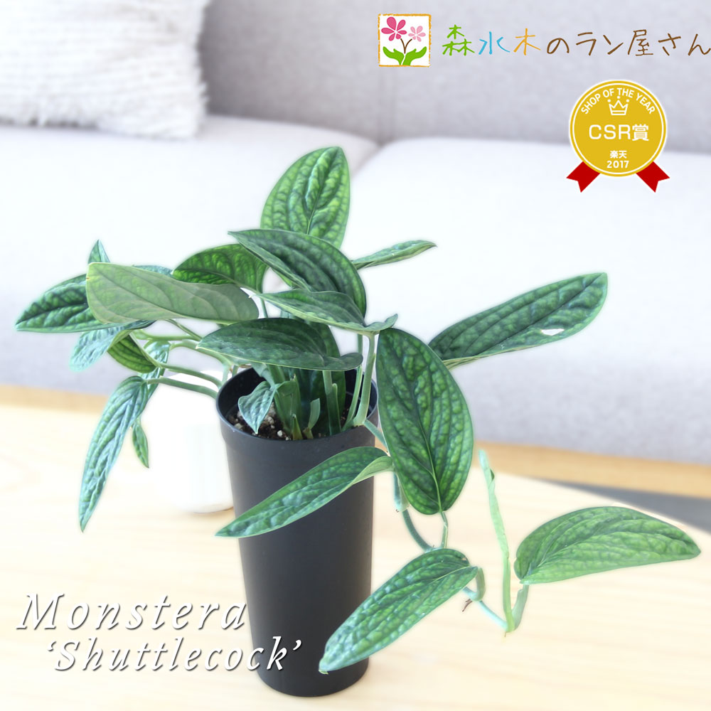 楽天市場】『モンステラ ジェイドウイング』Monstera 'Jade Wing' 8号