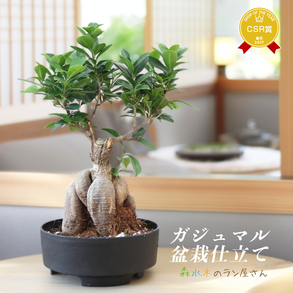 楽天市場】『フィカス・リラータ・イヴォンヌ』Ficus lyrata 'Ivonne