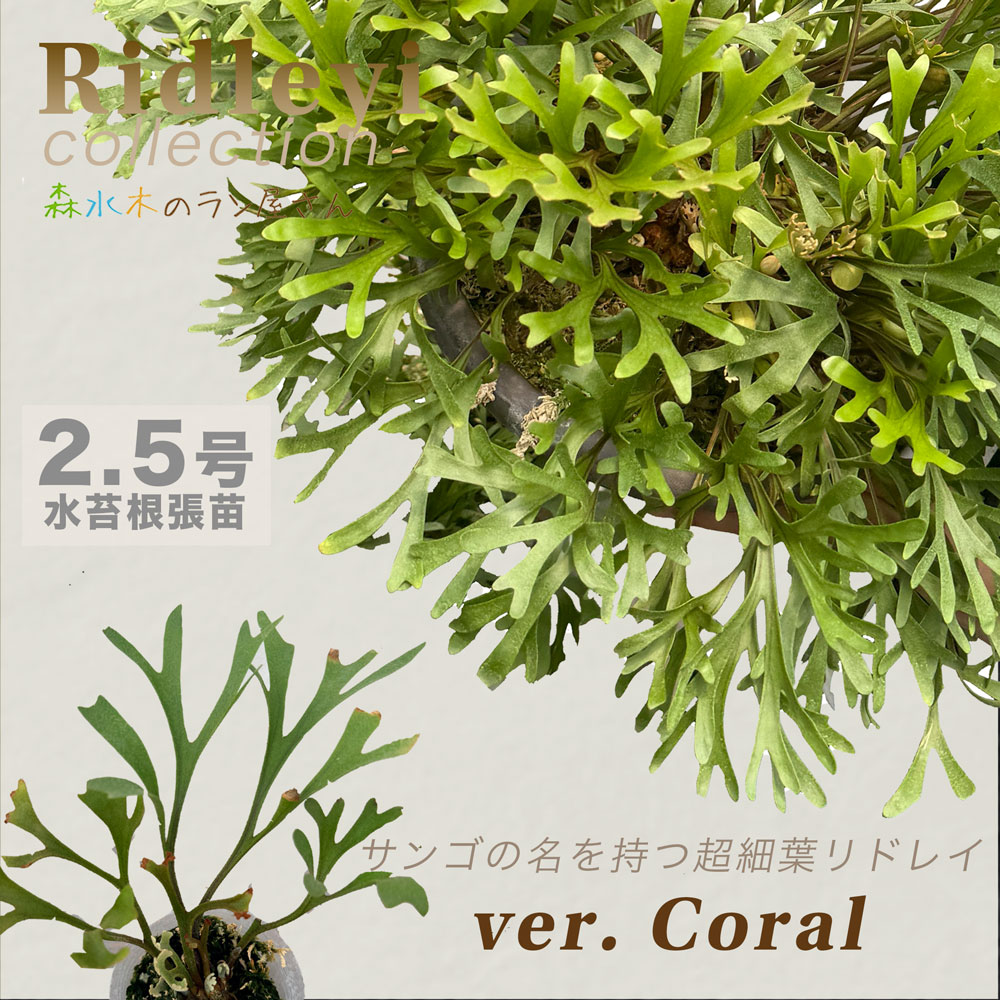 ritv☆ビカクシダ☆特別出品株 imgrc0097002713.jpg