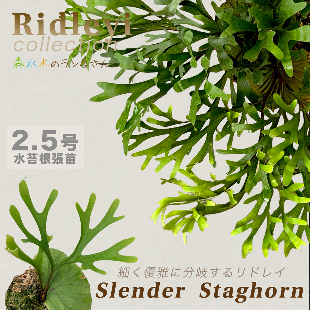楽天市場】(希少・現品) ビカクシダ リドレイ 太葉タイプ ウッディ着生