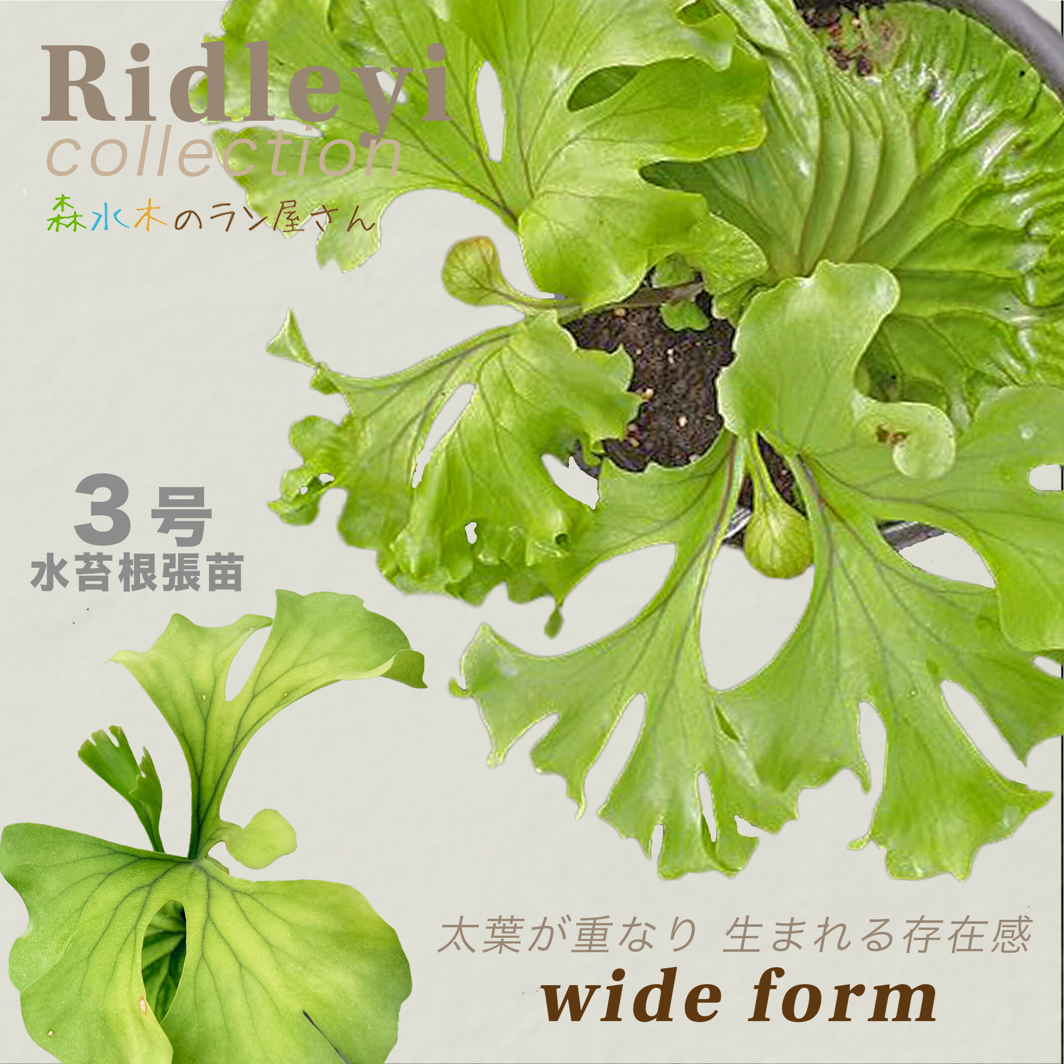 ritv☆ビカクシダ☆特別出品株 楽天市場】(希少・現品) ビカクシダ リドレイ 太葉タイプ ウッディ着生