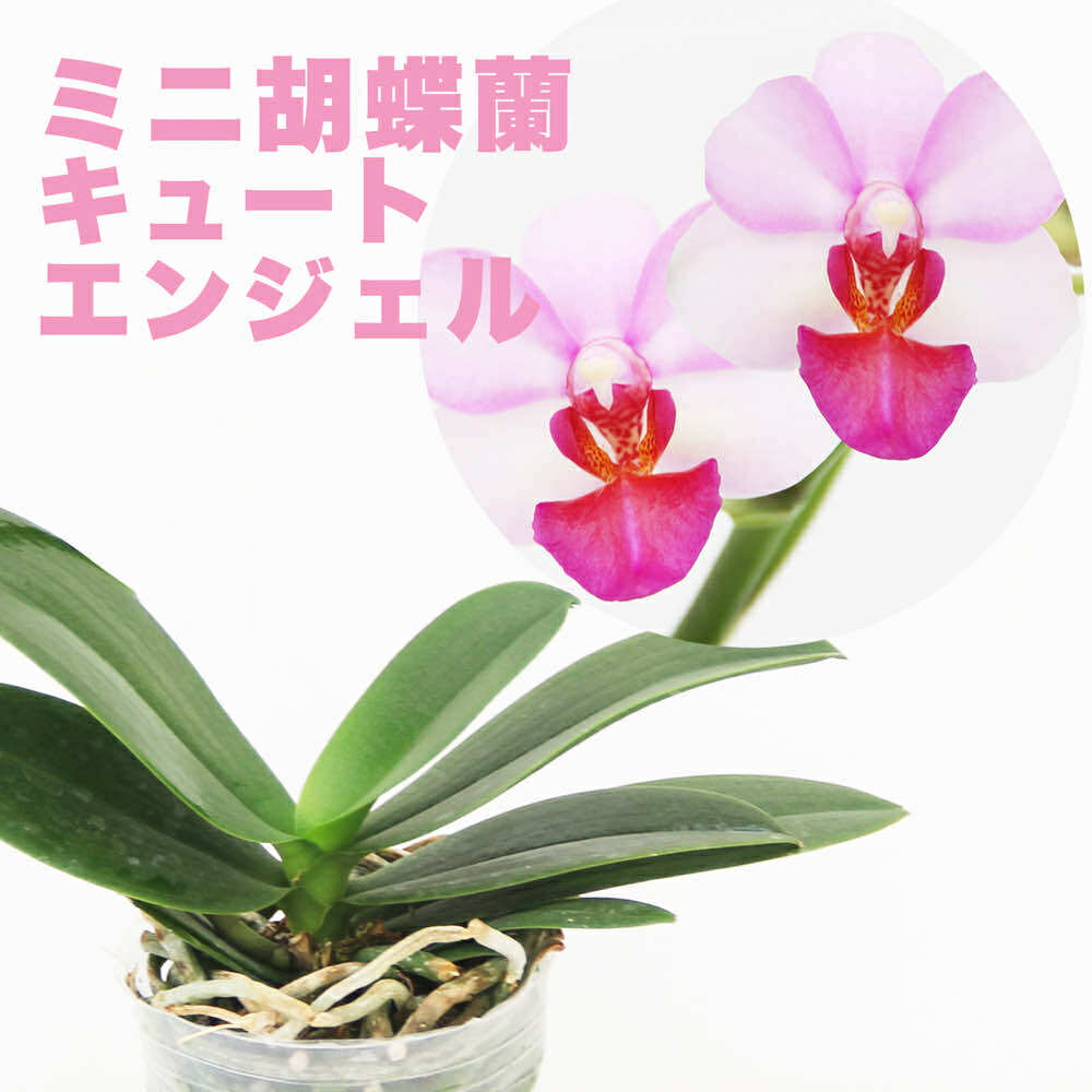 m*i様 【開花中・香る希少な双株】原種交配種 メリー・ドラゴン 胡蝶蘭