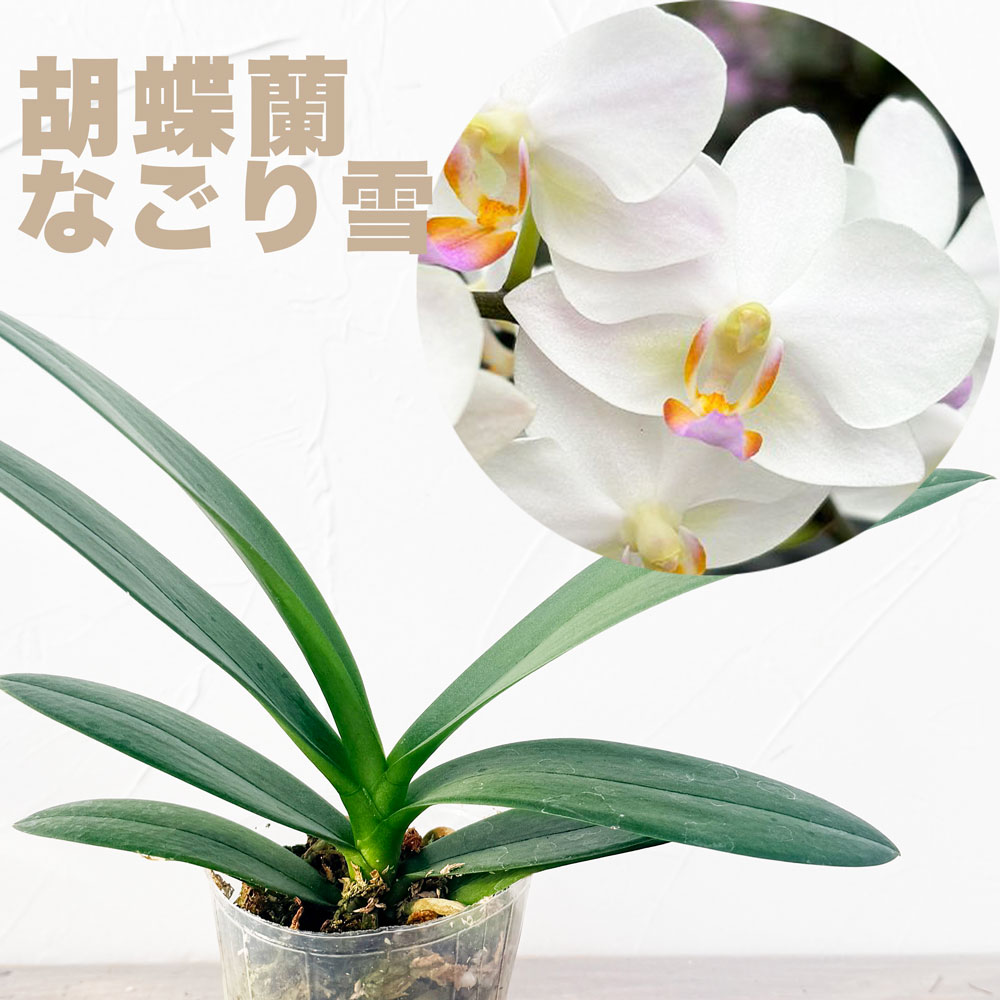 楽天市場】洋ランの苗『香りのカトレア 「アロハケース」 【花咲く苗