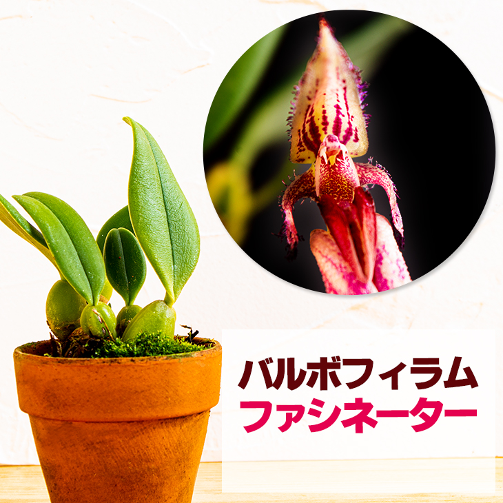 楽天市場】洋蘭栽培プロ用資材 『洋ラン「植え替え【大セット