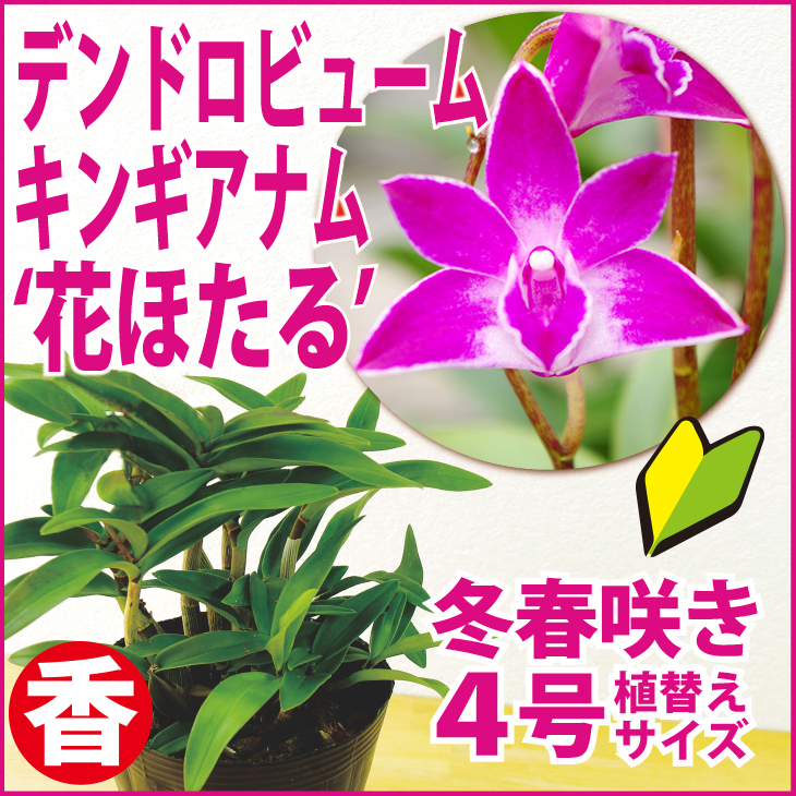 楽天市場 洋ランの苗 デンドロ品種キンギアナム 花ほたる 花咲く苗セット 洋ラン栽培セット 素焼き鉢 お花の説明書 肥料 受皿 保証書付き 洋ランの 育て方の説明書付き 洋蘭苗栽培キット植え替えキンギアナムの育て方 キンギアナム 育て方 森水木のラン屋さん