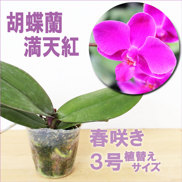 楽天市場】今ならつぼみ、または花付き！-- 洋ランの苗『ミディ胡蝶蘭