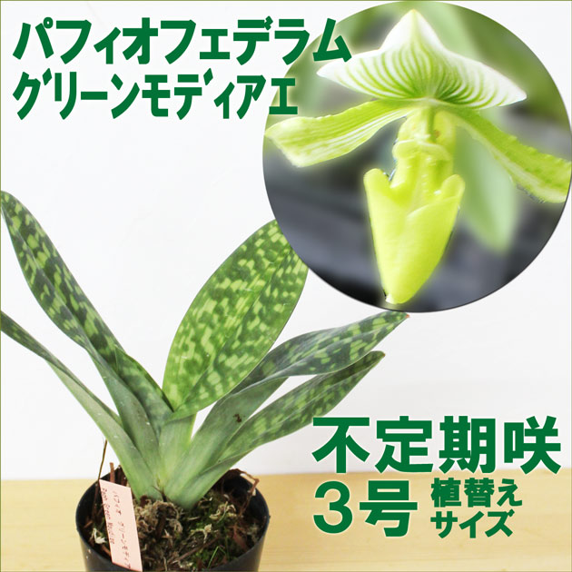 楽天市場】洋ランの苗 パフィオペディラム『パフィオ