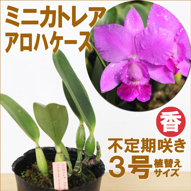 即納特典付き カトレア 蘭 ミニブローチ ペンダントヘッド Dev2 Officinegullo Com