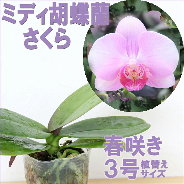 楽天市場】今ならつぼみ、または花付き！-- 洋ランの苗『ミディ