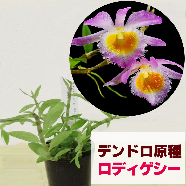 楽天市場 洋ランの苗 今なら花芽付き デンドロ原種 ロディゲシー 花咲く苗セット 超丈夫な枝垂れる原種はラン初心者の方におススメ 洋ラン栽培セット 素焼き鉢 お花の説明書 肥料 受皿 保証書付き デンドロビウムの育て方 デンドロビューム 育て方 森水木のラン