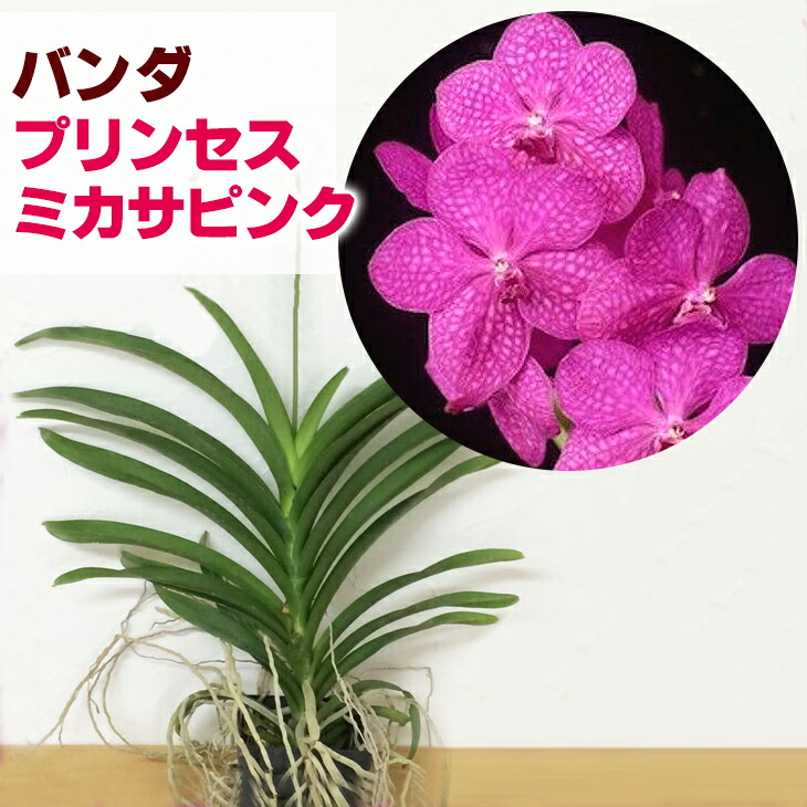 楽天市場 洋ランの苗 今ならつぼみ または花付き アスコセンダ バンダ プリンセス ミカサ ピンク 花咲く苗セット 洋ラン栽培セット お花の説明書保証書付き 洋ランの育て方の説明書付き 洋蘭苗栽培キット植え替えバンダの育て方 バンダ 育て方 森水木のラン屋さん