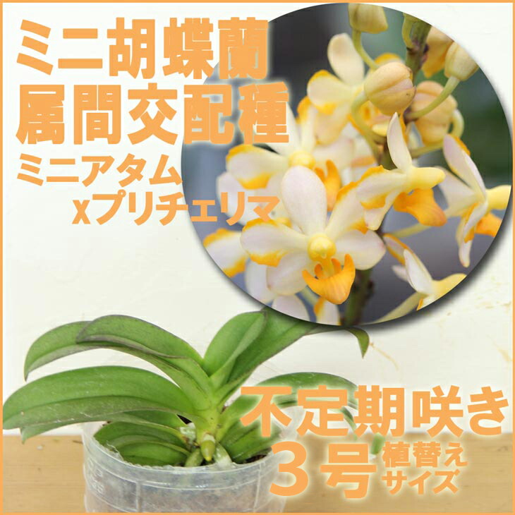 楽天市場】今ならつぼみ、または花付き！-- 話題のレア『ミディ胡蝶蘭