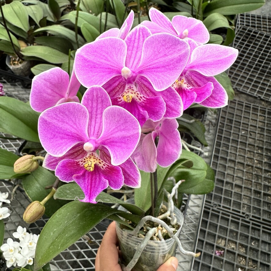 スーパーSALE特設会場