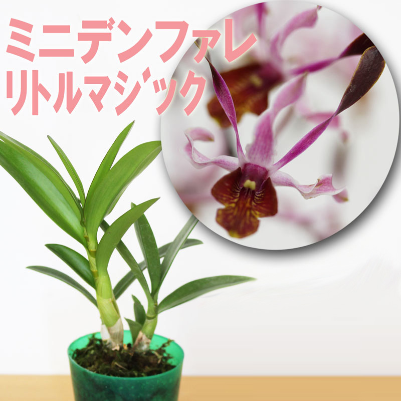 楽天市場】洋蘭栽培プロ用資材 『洋ラン「植え替え【中〜大セット