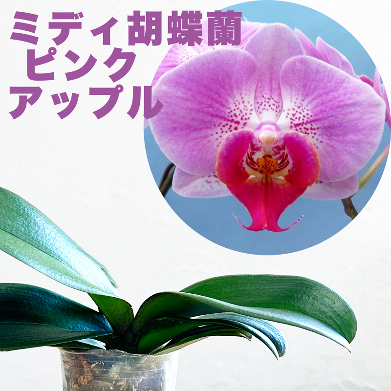 ☆ファレノプシス☆胡蝶蘭☆ピンクパンダ☆陶器☆8号☆希少 - 鉢植え