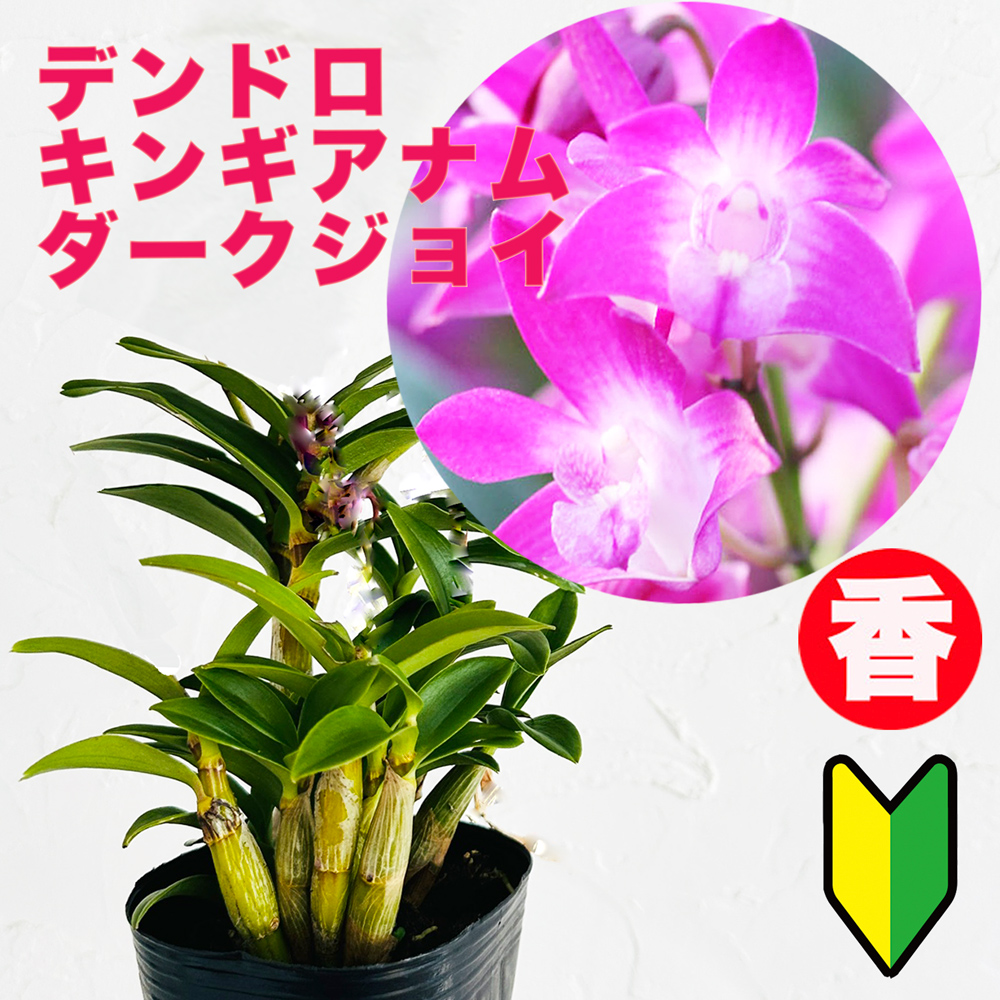 楽天市場】洋ランの苗『デンドロ品種キンギアナム 「レモンティー」 【花咲く苗セット】』花 セット  花鉢幸せのイメージの黄色＆香りが広がる初心者の方に超おススメ！！洋ラン栽培セット 説明書付き : 森水木のラン屋さん