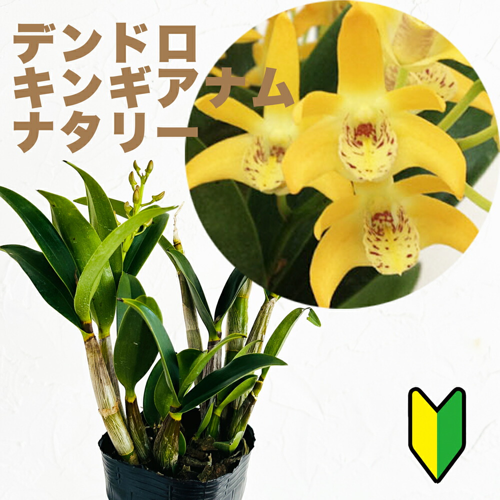 24K♤ PURE GOLDエッジ加工／デンドロビウム 蘭 プリザーブドフラワー