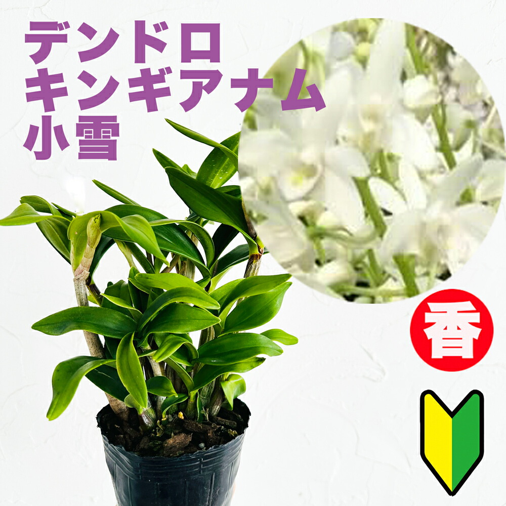 楽天市場】洋ランの苗『デンドロ原種 アグレガタム【花咲く苗セット】』花 セット 花鉢下垂性が特徴の黄花房咲きデンドロ原種洋ラン栽培セット 植え替え  説明書付き デンドロビウムの育て方 デンドロビューム 育て方 : 森水木のラン屋さん