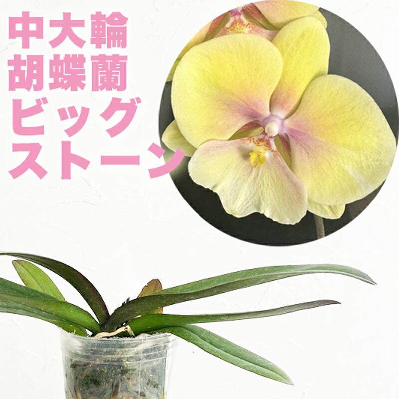 楽天市場】今なら花芽つき 話題のレア胡蝶蘭新発売『ミディ胡蝶蘭 「フォンティエン アマパールコンパール」【花咲く苗セット】』洋ラン栽培セット  説明書付き 洋蘭栽培植え替えセット、素焼き鉢、肥料、受け皿、新聞、説明書付き : 森水木のラン屋さん