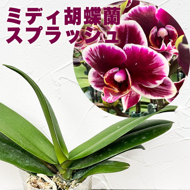 楽天市場】洋ランの苗 パフィオペディラム『パフィオ