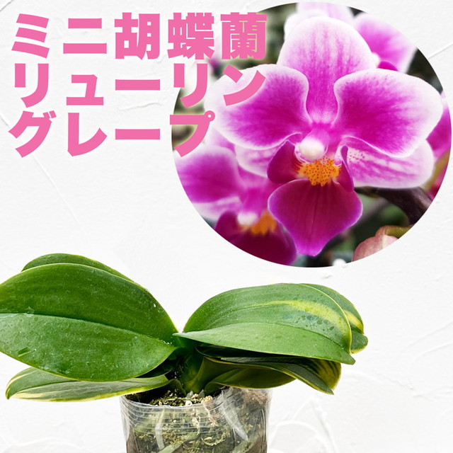 【オープニングセール】 楽天市場】今ならつぼみ、または花付き！-- 洋ランの苗『ミディ その他観葉植物