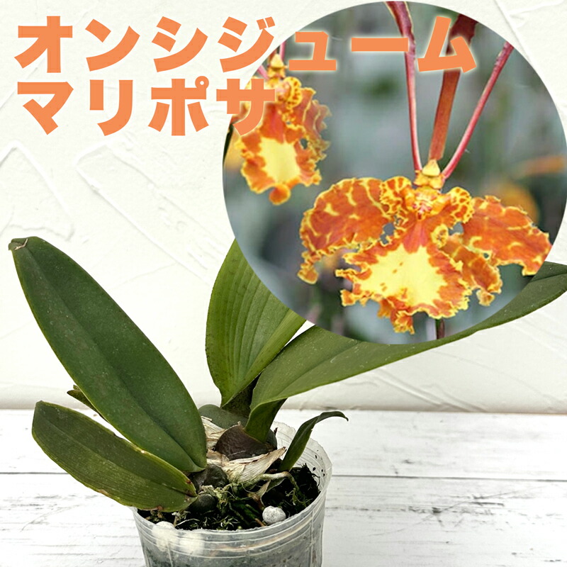 楽天市場】香る洋ラン 洋ランの苗『オンシジューム トゥインクル