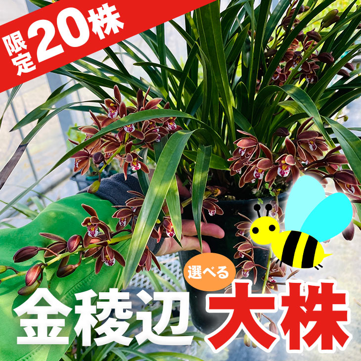 激レア 数量限定 今ならつぼみ 花付き 選べる 金稜辺 キンリョウヘン フロリバンダ 大株 St 日本ミツバチを誘引する丈夫なシンビジュームの原種 お花の説明書保証書付き びっくりするほど立派な大株 5本以上はプラス00円になります シンビジウムの原種でニホンミツバチ