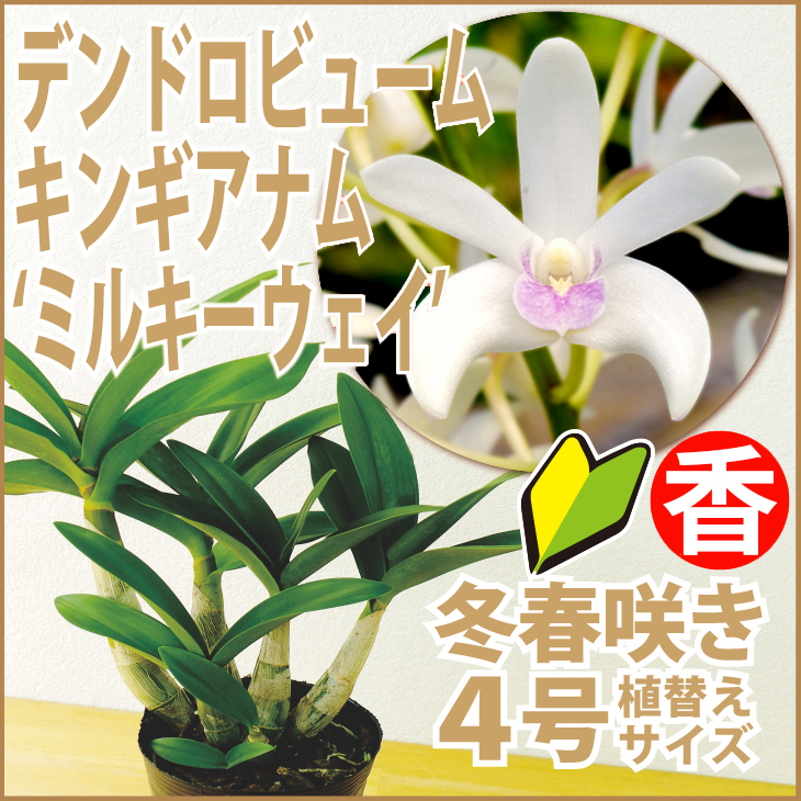 楽天市場 洋ランの苗 デンドロ品種キンギアナム ミルキーウェイ 花咲く苗セット 洋ラン栽培セット 素焼き鉢 お花の説明書 肥料 受皿 保証書付き 洋ランの育て方の説明書付き 洋蘭苗栽培キット植え替えキンギアナムの育て方 森水木のラン屋さん