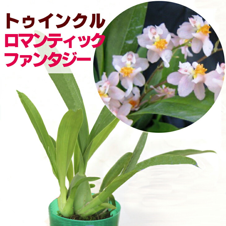 楽天市場 香る洋ランの苗 オンシジューム トゥインクル ピーチファンタジー 花咲く苗セット オンシジウム ツインクル洋ラン栽培セット 素焼き鉢 お花の説明書 肥料 受皿 保証書付き オンシジウムの育て方 森水木のラン屋さん 楽天市場 香る洋ランの苗 オンシジューム トゥインクル ピーチファンタジー 花咲く苗セット オンシジウム ツインクル洋ラン栽培セット 素焼き鉢 お花の説明書 肥料 受皿 保証書付き オンシジウムの育て方 森水木のラン屋さん