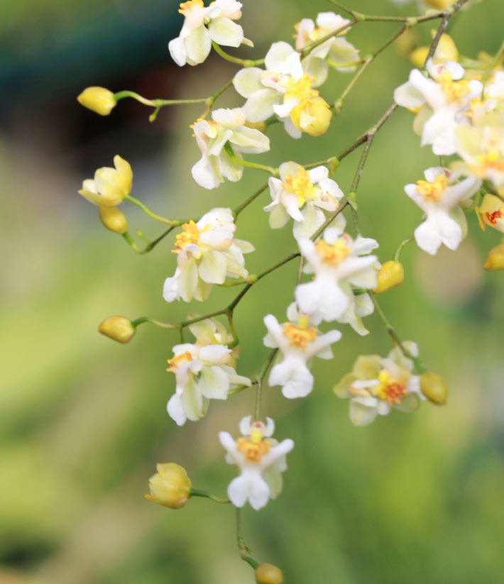 【楽天市場】香る洋ランの苗『オンシジューム トゥインクル フレグランスファンタジー【花咲く苗セット】』NHK「趣味の園芸」で紹介されました♪