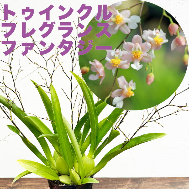 楽天市場】希少な斑入り洋ランの苗『デンファレ 「ブラナピンク」【花