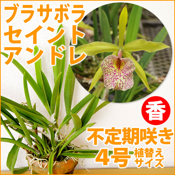 楽天市場 洋ランの苗 ブラッサボラ セイントアンドレ 花咲く苗セット 魅惑の香りの蘭ブラサボラの大輪育種洋ラン栽培セット 素焼き鉢 お花の説明書 肥料 受皿 保証書付き 森水木のラン屋さん