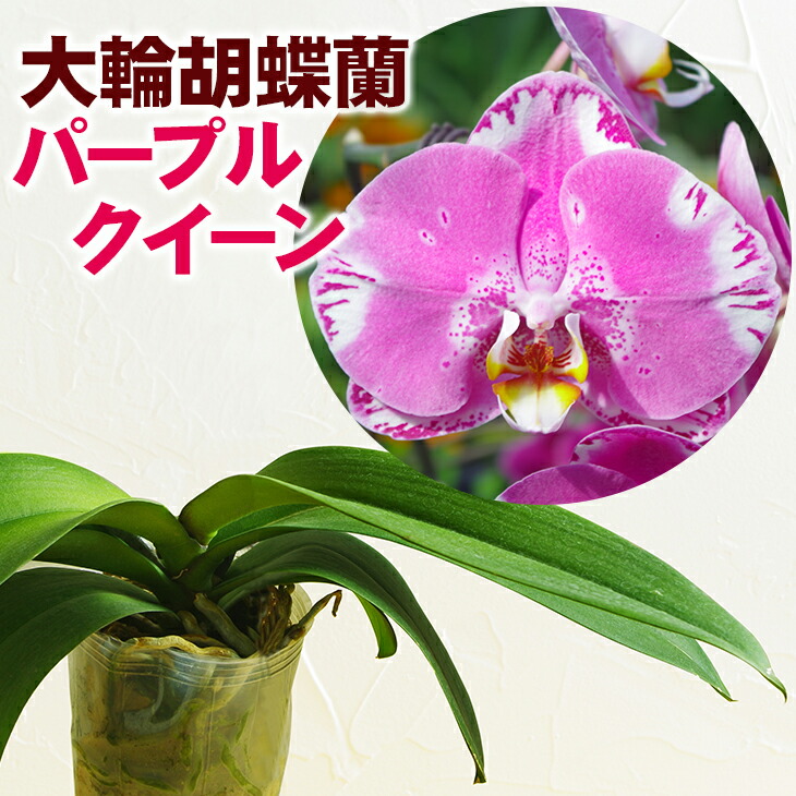 楽天市場 魅惑の花柄洋ランの苗 大輪胡蝶蘭 キングフラーズ パープルクイーン 花咲く苗セット コチョウラン洋ラン栽培セット 素焼き鉢 お花の説明書 肥料 受皿 保証書付き 胡蝶蘭の育て方 胡蝶蘭 育て方 森水木のラン屋さん