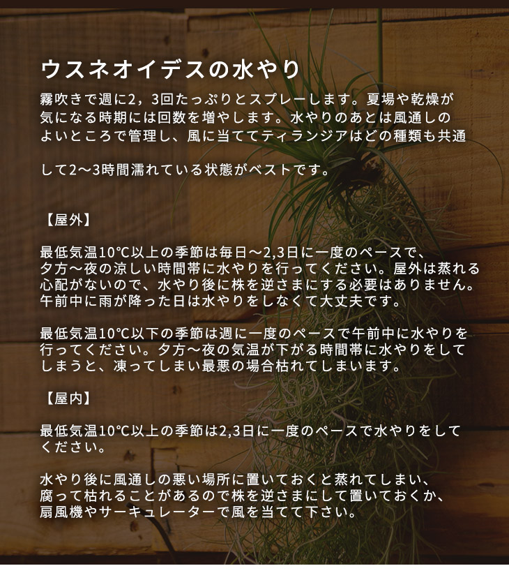 観葉植物 ウスネオイデス 可愛い赤い花が咲くチランジア ストリクタ 吊り下げ支柱付き 贈 寒育て方の説明書付き サルオガセモドキ Tillandsia Usneoides Educaps Com Br