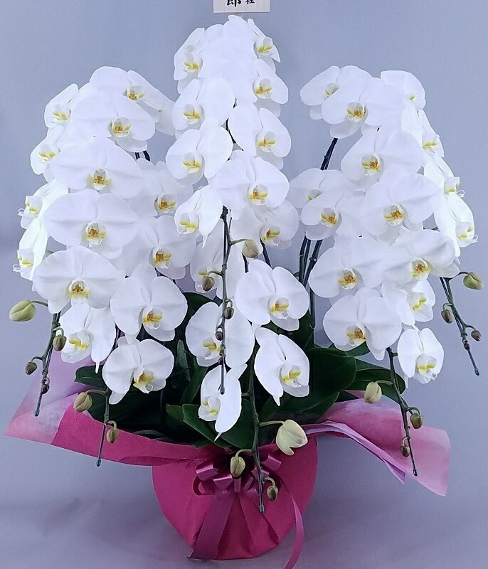 画像配信あり 胡蝶蘭 大輪 6本立ち 60輪以上 贈答用プレミアム 国産胡蝶蘭 特上 洋ランの鉄人ギフト 立札 ラッピング 送料無料 画像サービス付き法人様向け胡蝶蘭 開業祝 移転祝 昇進祝 就任祝 当選祝 選挙 参院選 当選祝い 当選お祝い お誕生日プレゼント