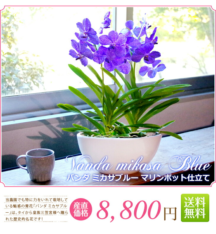 空中に美しい根を出すバンダは 吊り下げ栽培にも最適 のお花やご自宅のリビングにも お中元 国内では非常に希少な洋ラン 翡翠蘭 バンダ お誕生日プレゼント 森水木のラン屋さん皇族三笠宮様へ贈られた歴史的名花 ミカサブルー 2本仕立て 一般の花屋さんでは買え