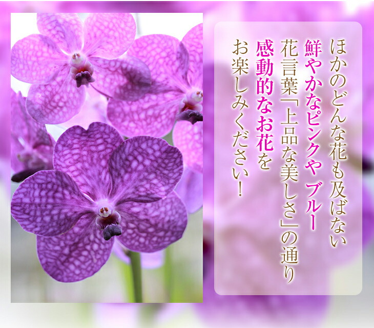 国内では特別に希少な洋蘭 カワセミラン バンダ 素晴しい 脚本海兵隊員ポット御針 贈 空に美々しい根子を発行バンダは 吊り下げ栽培にも至適 のお御花やご家屋のリビングにも お中元 お生れ出る開催日贈り物 Biscochohaus Com