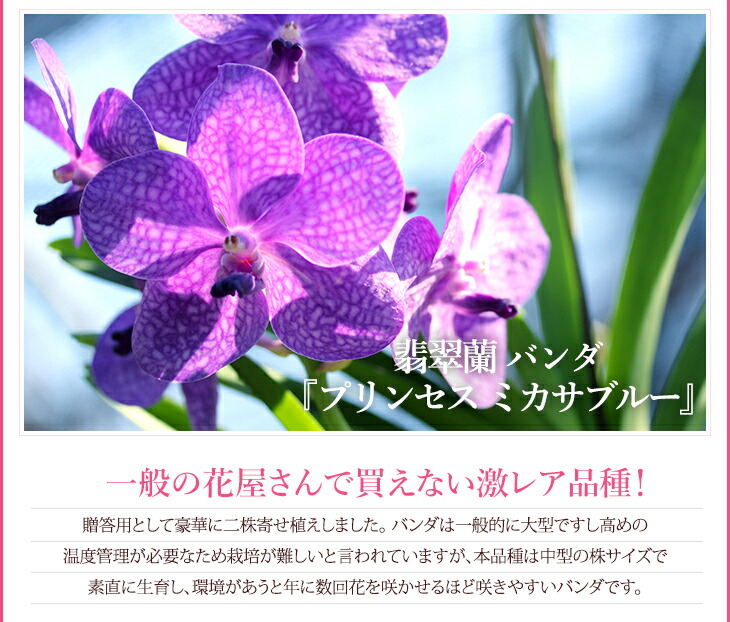 国内では特別に希少な洋蘭 カワセミラン バンダ 素晴しい 脚本海兵隊員ポット御針 贈 空に美々しい根子を発行バンダは 吊り下げ栽培にも至適 のお御花やご家屋のリビングにも お中元 お生れ出る開催日贈り物 Biscochohaus Com