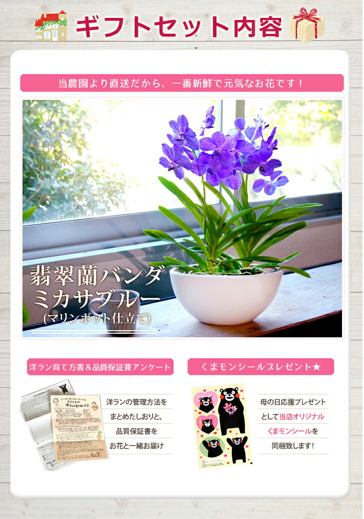 国内では特別に希少な洋蘭 カワセミラン バンダ 素晴しい 脚本海兵隊員ポット御針 贈 空に美々しい根子を発行バンダは 吊り下げ栽培にも至適 のお御花やご家屋のリビングにも お中元 お生れ出る開催日贈り物 Biscochohaus Com