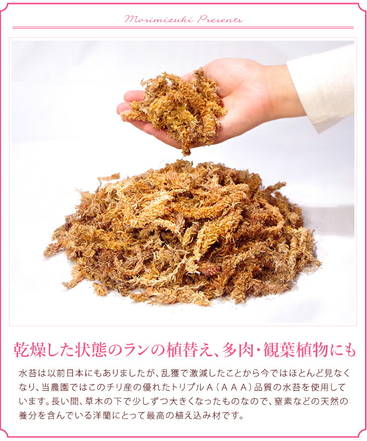 植え替えの必需品 業務用栽培資材 洋ラン ミズコケ Moss トリプルａ ａａａ ランク 長く高品質な厳選品です 水ごけ水ゴケ今人気の苔 玉づくりや吊るし栽培にもお勧めします 生産者愛用のミズコケを洋蘭愛好家の皆様に 森水木のラン屋さん 只今 使い方動画公開