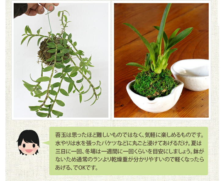 植え替えの必需品 業務用栽培資材 洋ラン ミズコケ Moss トリプルａ ａａａ ランク 長く高品質な厳選品です 水ごけ水ゴケ今人気の苔 玉づくりや吊るし栽培にもお勧めします 生産者愛用のミズコケを洋蘭愛好家の皆様に 森水木のラン屋さん 只今 使い方動画公開