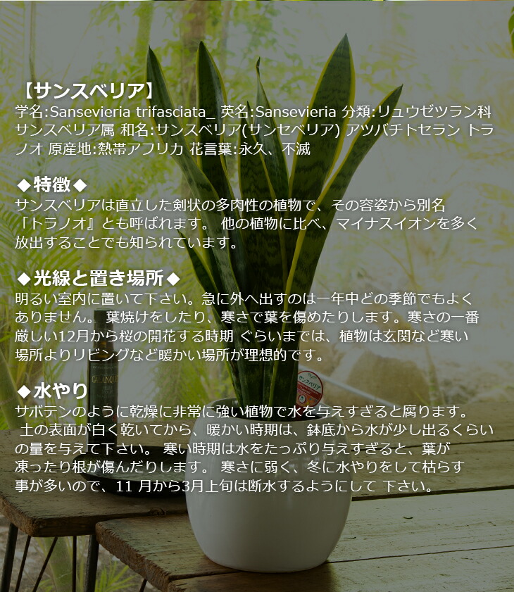 贈り物にもピッタリでかわいい お洒落な観葉植物 3種から選べる陶器鉢 サンスベリア ストレリチア オーガスタ フィカス ウンベラータ 6寸陶器丸鉢 開店祝い 新築祝い 誕生日プレゼント 引越し祝い インテリア おしゃれな植木鉢 Crunchusers Com