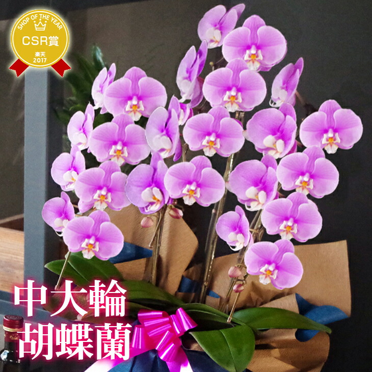 スーパーセール即出荷 のコチョウランの優雅さ 飾りやすくも程よい大きさ 中大輪胡蝶蘭 3本立ち ヴィーナス 贈 ピンク胡蝶蘭 陶器鉢花 贈り物にギフト鉢 送料無料開業祝い 開店祝い プレゼント 花ギフト ピンク胡蝶蘭 御祝 鉢花 お盆 供花 お中元 定 スーパーセール即出荷 のコチョウランの優雅さ 飾りやすくも程よい大きさ 中大輪胡蝶蘭 3本立ち ヴィーナス 贈 ピンク胡蝶蘭 陶器鉢花 贈り物にギフト鉢 送料無料開業祝い 開店祝い プレゼント 花ギフト ピンク胡蝶蘭 御祝 鉢花 お盆 供花 お中元 定