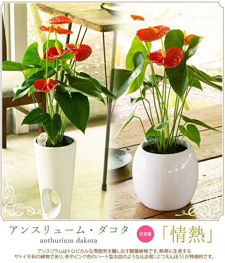 贈り物にもピッタリでかわいい お洒落な観葉植物 2種から選べる陶器鉢 アンスリュームダコタ 6寸陶器鉢 Anthurium アンスリウム 開店祝い 新築祝い 誕生日プレゼント 引越し祝い インテリア おしゃれな植木鉢 Epheseweb Com